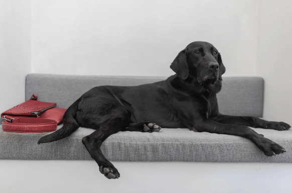 The cafe is named in honor of their black lab Daisy who inspired them to begin looking into healthy dog food options.