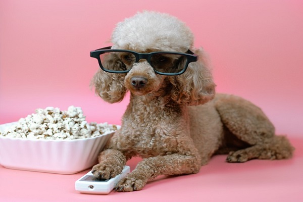 Top 90’s Dog Movies Every Animal Lover Needs to Watch