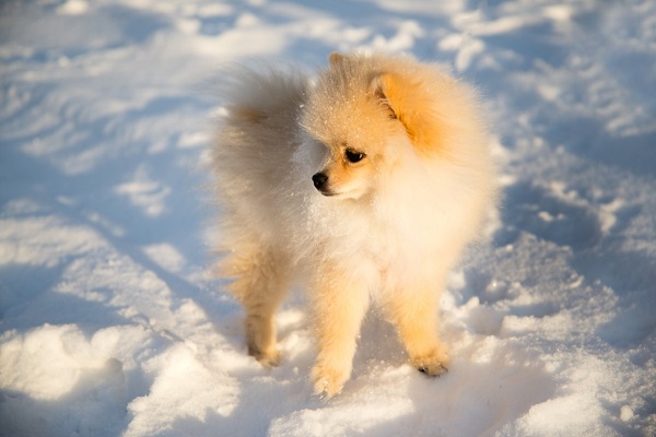 Top Reasons Why Toy Pomeranian Molts