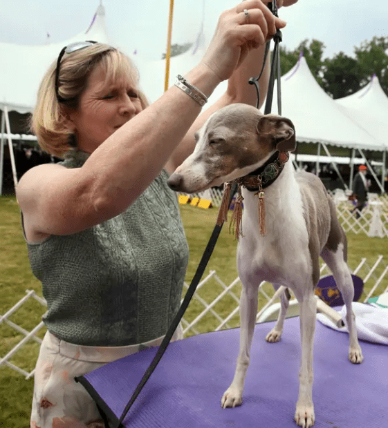 Virginia King Kirby, of Pottstown, Pennsylvania, grooms an Italian greyhound named Grace Kelly for competition at the Westminster Kennel Club Dog Show.