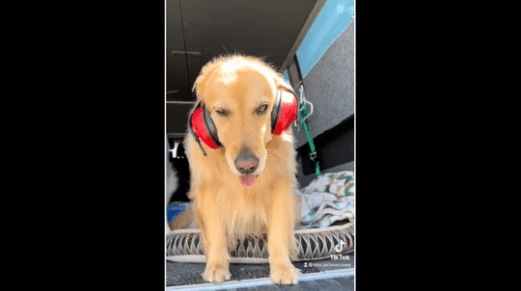Watch Golden Retriever Dog Wears Headphones To Cope With Huskies
