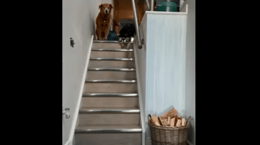 Watch How A Visually Impaired Dog Goes Downstairs By Herself