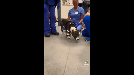 Watch How Dog Takes The First Step In Prosthetics