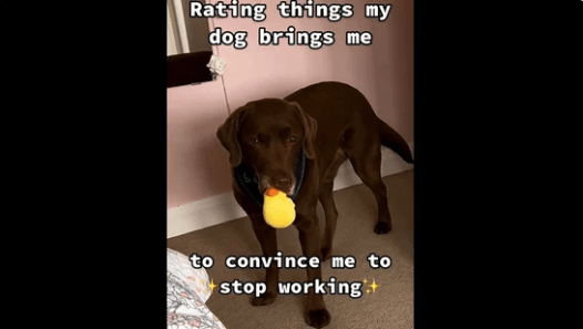 Watch How Dog Tries To Convince His Owner To Stop Working