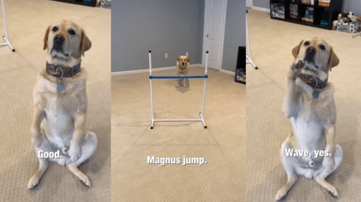 Watch How The Dog Follows The Commands Of His Human And Gets Rewarded