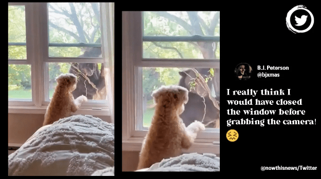 Watch The Video How Bear Stares Down At Pup