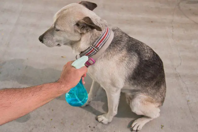 how to keep flies off dog ears