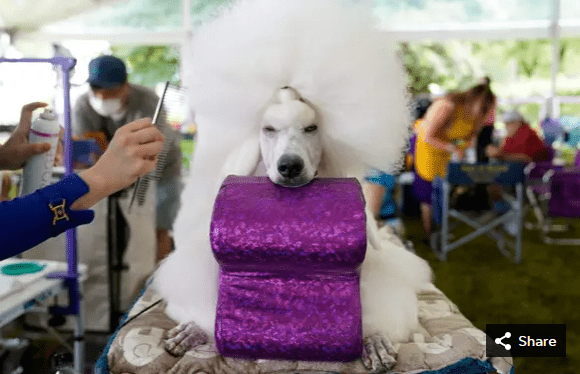 Young Choi grooms her Standard Poodle.