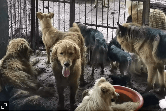Activists Rescued 126 Dogs From An “Illegal Slaughterhouse