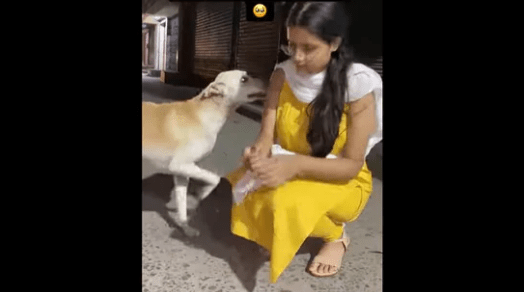 Watch: After Months Woman Meets The Stray Dog She Used To Feed