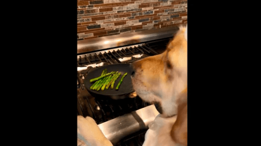 Cute Dog Chef Will Win Your Heart With Its Cooking Skills