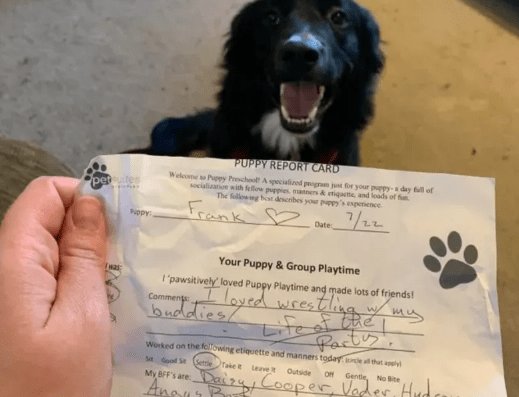 Cute Dog Named 'Life of the Party' in Hilarious Preschool Report Card