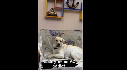 Dog Wakes Up as Soon as His Human Turns Off The AC