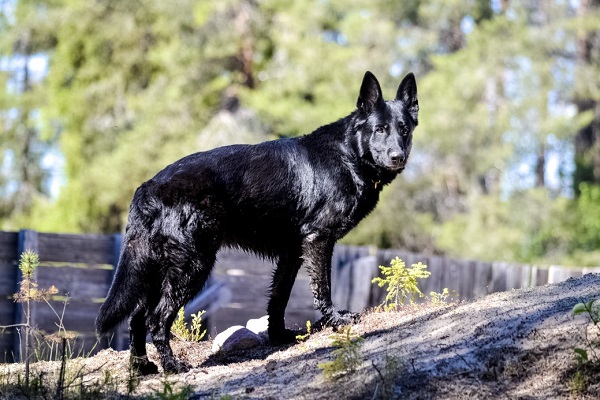 Facts You Should Know About the Black German Shepherd
