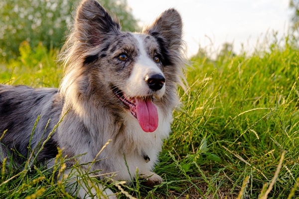 How Do You Prevent and Remove Ticks in Your Dog?