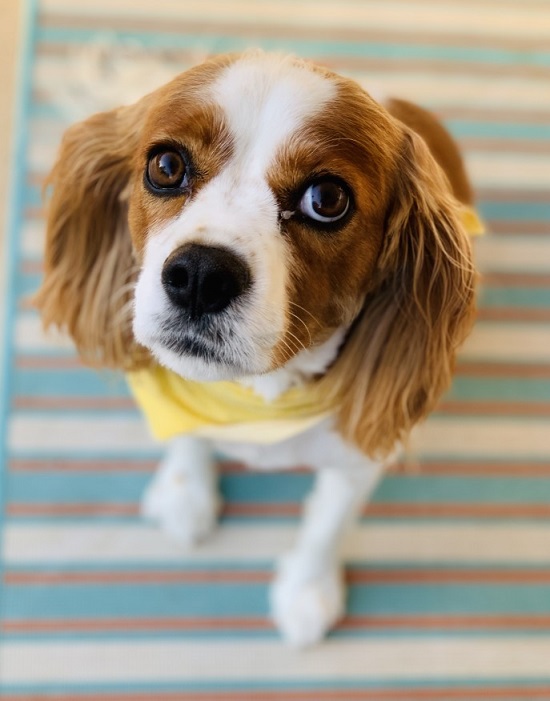 How much do Cavalier King Charles Spaniel cost in India
