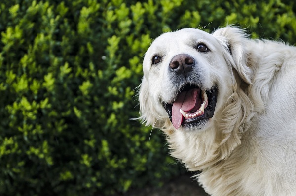 How to Take Care for Your Dog’s Teeth?