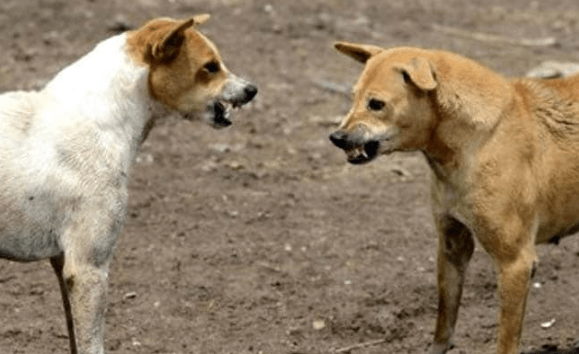 Karnataka Minister Says Bengaluru Become Free of Stray Dogs Soon