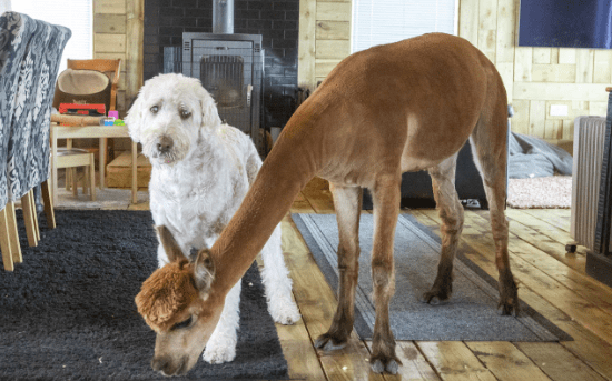 Meet The Alpaca Who Thinks She's a Pet Dog