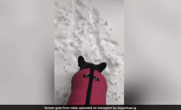 Pet Dog Wants To Go Out But Turns Back After Spotting Snow