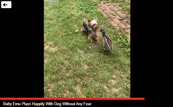 Watch: Baby Emu And Dog Playing Together Without Any Fear
