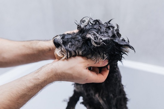 Should shampoo be used for dog skin with allergies