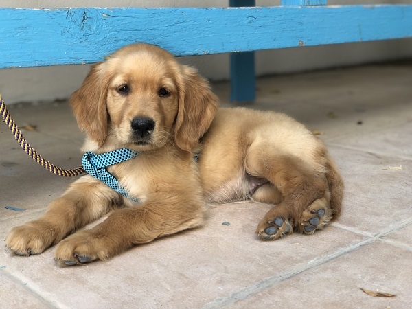 The Money You Have To Spend To Buy And Raise A Golden Retriever