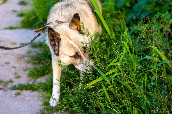 The Reasons Why a Dog Eat Grass