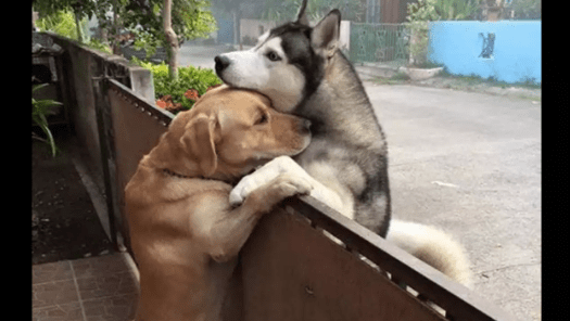The Viral Photo Of Dogs Hugging Each Other Will Melt Your Heart
