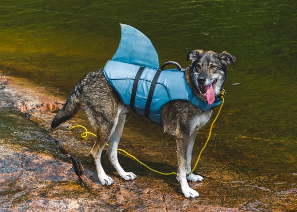 Tips to Keep Your Dog Safe from Sun and Water