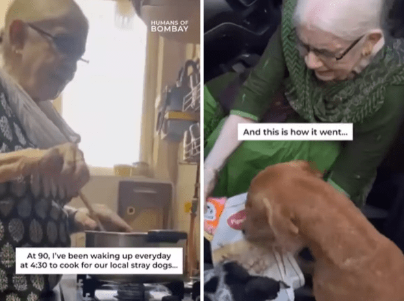 Watch 90 Years Old Lady Wakes Up At 430 Am Daily To Feed Local Stray Dogs