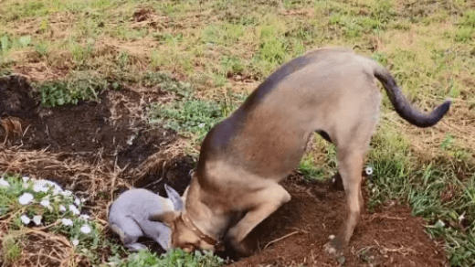 Watch A Super Cute Video Dog And Bunny Dig a Hole in a Yard
