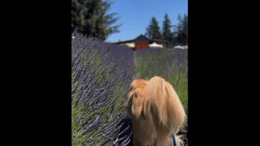 Watch: Dog Visit Lavender Farm for the First Time