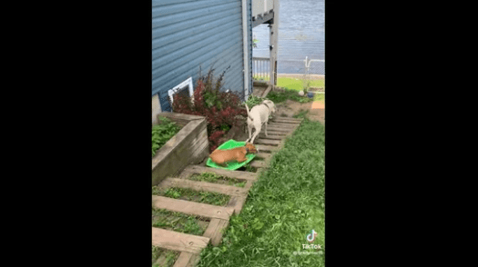 Watch How Dog Helps Another Get Down The Stairs