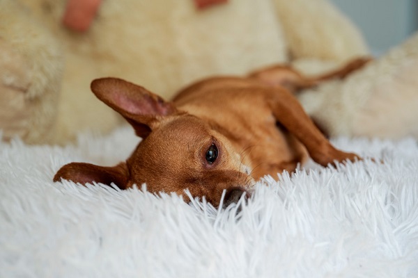 Why You Should Choose Orthopedic Beds for Your Senior Dogs