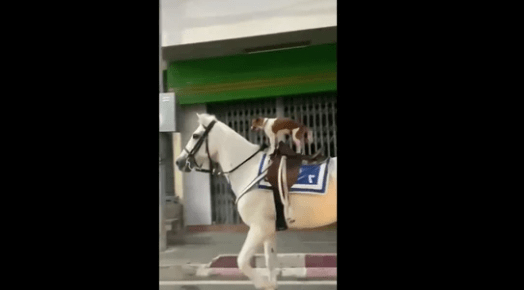 You'll Laugh Out Loud When You See a Dog Riding a Horse by Itself