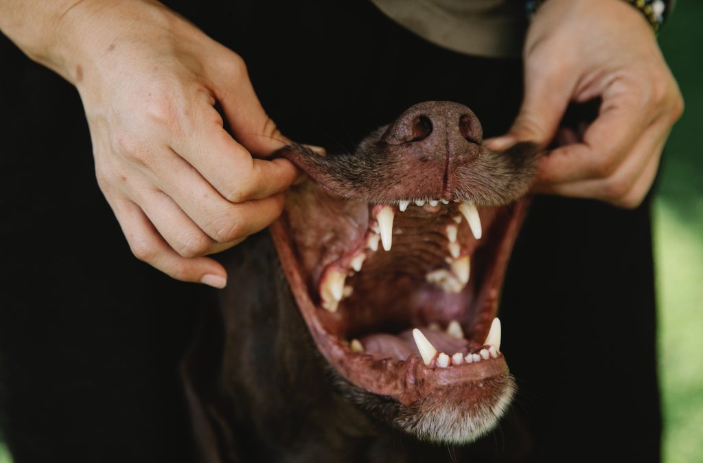 Broken dog teeth
