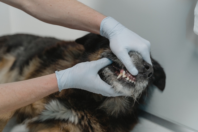 vet checking painful broken dog teeth