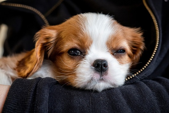 popularity and history of Cavalier King Charles Spaniel