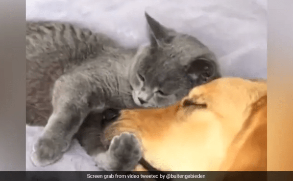 Cat And Dog Deliver Strong Friendship Message, Internet Overwhelmed