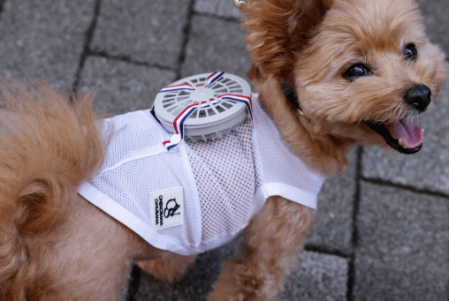 Cats And Dogs In Japan Get Wearable Fans To Beat Summer Heat