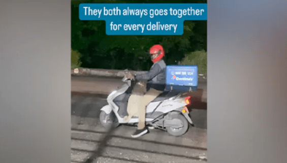 Cute Dog Accompanies Pizza Delivery Boy, Internet Surprised