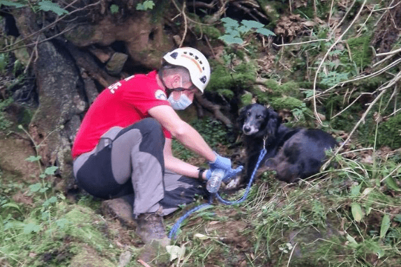 Dog Guarded Owner for 36hrs After 200ft Fall Then Alerted Walkers for Help