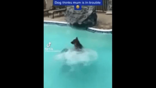 Watch: Dog Thinks Pet Mom Is In Trouble, Jumps Into The Pool To Save Her