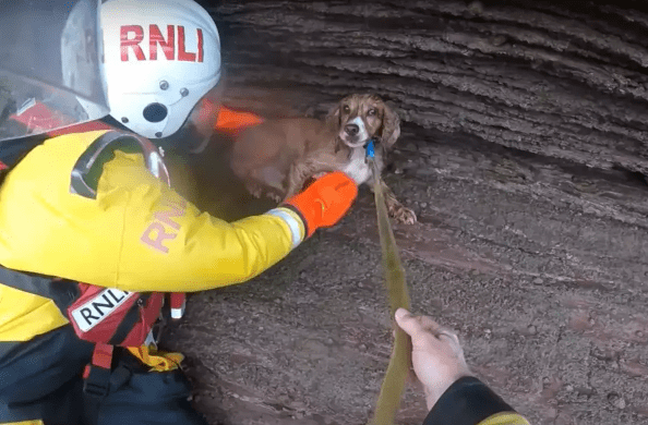 Dog Who Fell 100 Feet Down Cliff Miraculously Survives