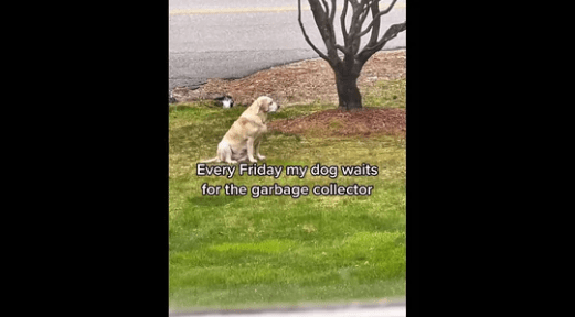 Watch: Dog’s Adorable Friendship With The Garbage Man Is Too Cute To Handle