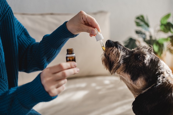 How Is CBD Oil for Dogs Different from Hemp Oil for Dogs