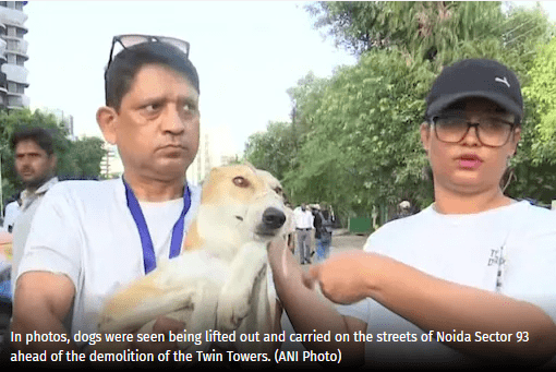 Over 40 Street Dogs Moved to Shelters Run By NGOs
