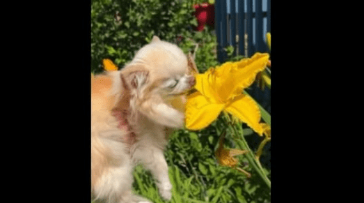 Tiny Chihuahua Dog Smells Flowers In The Garden