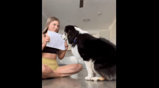 Watch How Cute Pet Dog Reading Cue Cards And Doing As Written Will Make Your Day